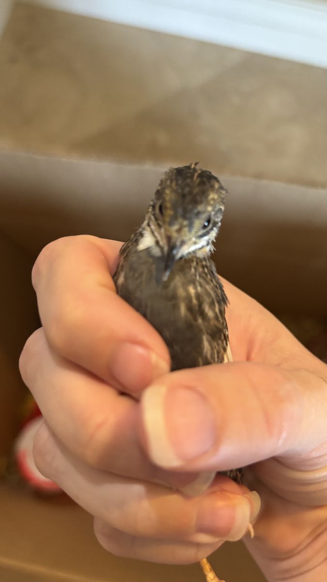Button Quail