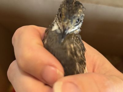 Button Quail