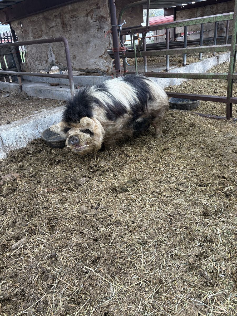 Kune Kune Boar