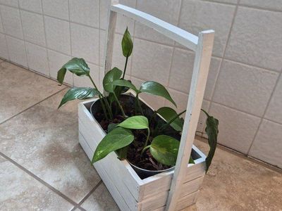 White Wood Box w/Plant