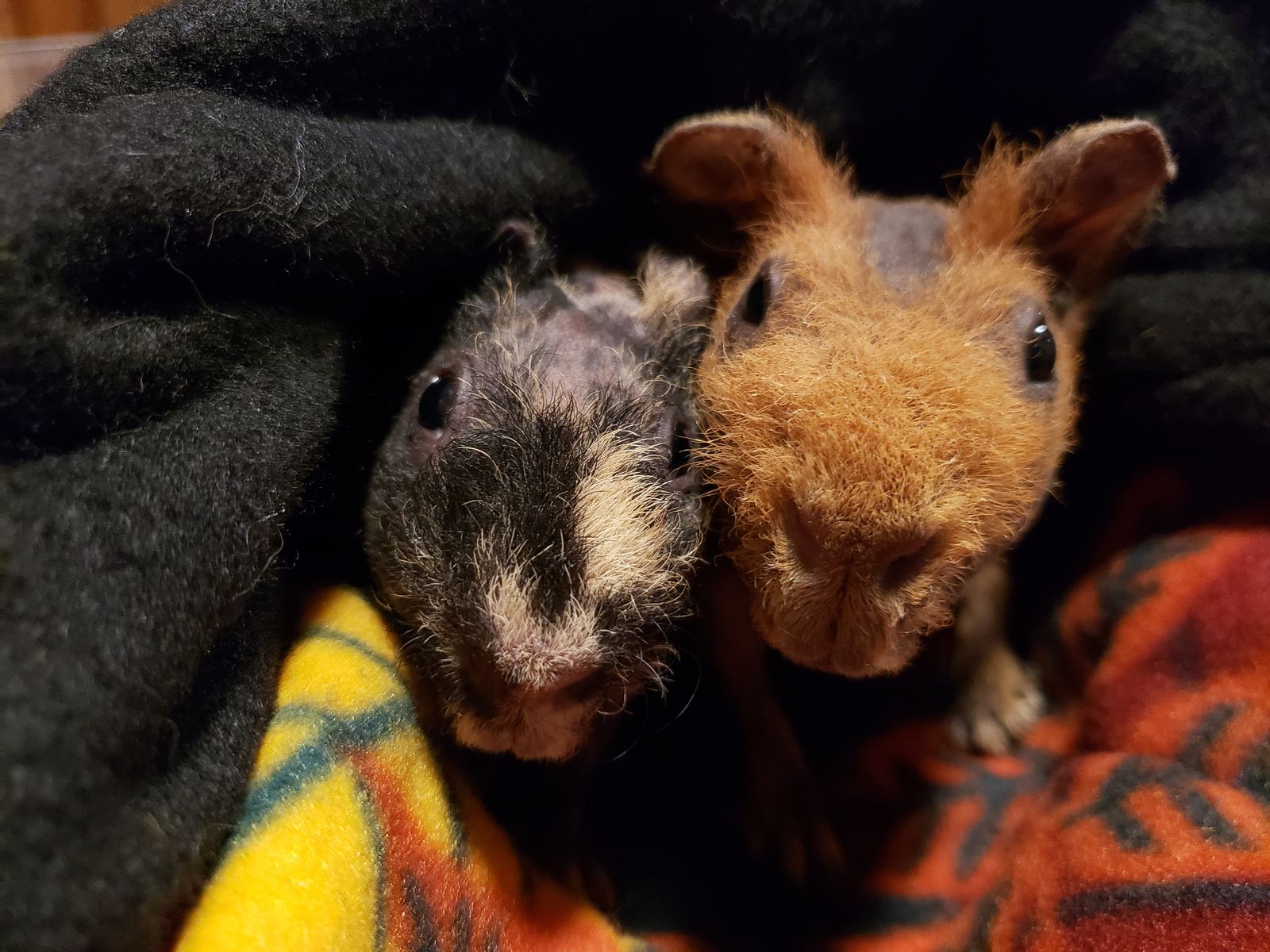 2 bonded skinny pigs - accepting staff applications