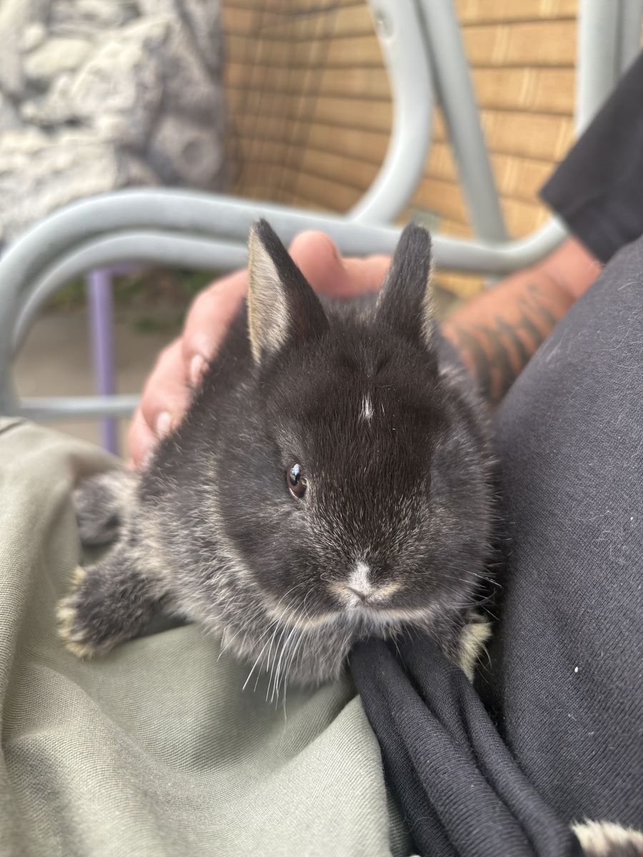 Nigerian Dwarf babies!
