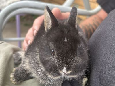 Nigerian Dwarf babies!