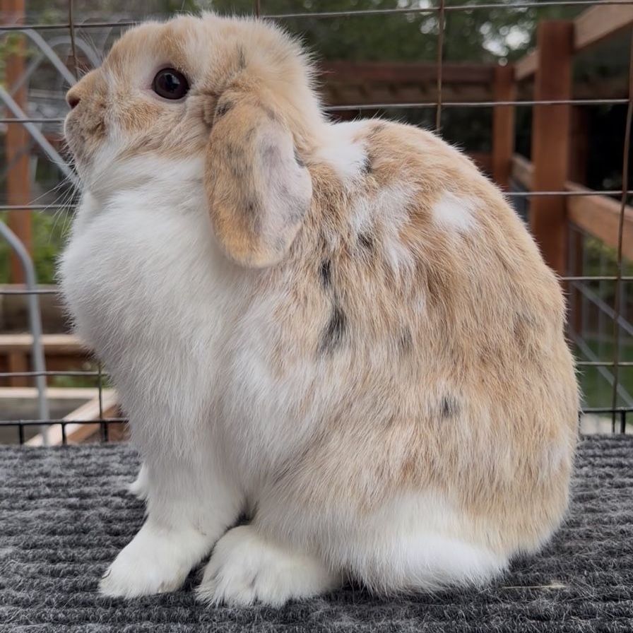 Holland Lop Doe