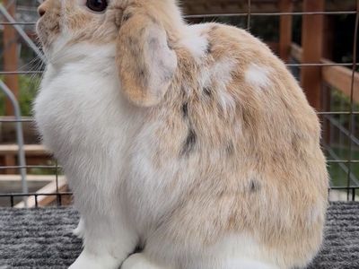 Holland Lop Doe