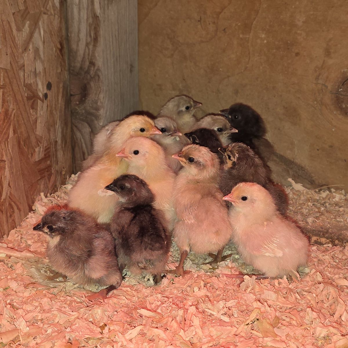 Silverrudd Blue chicks