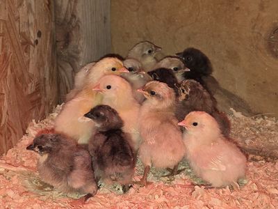 Silverrudd Blue chicks