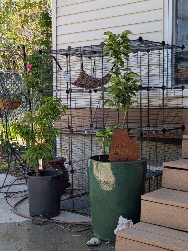 Catio w hammock