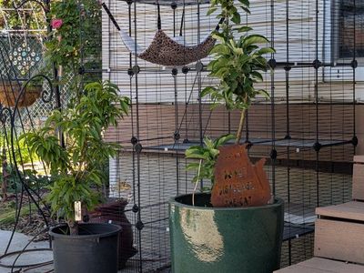 Catio w hammock