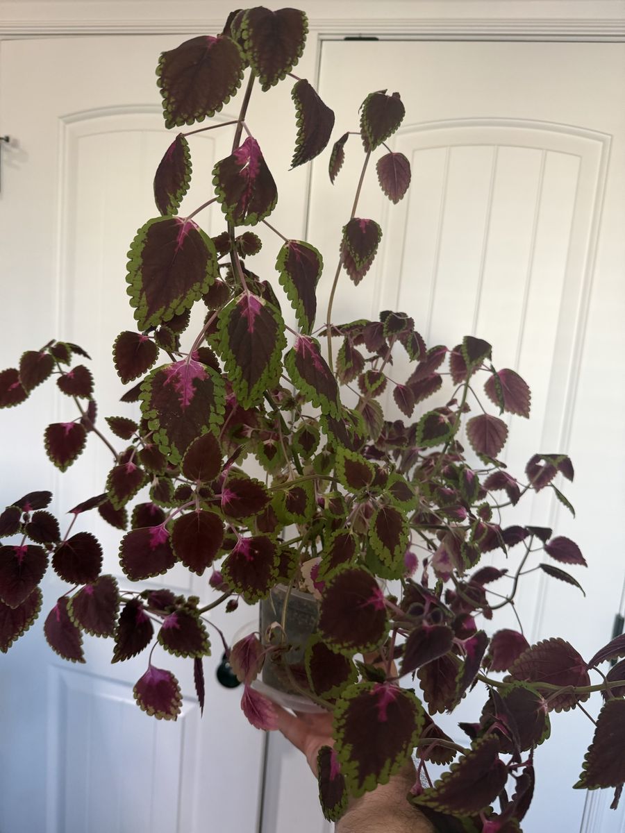 Established Coleus