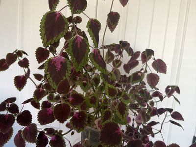 Established Coleus