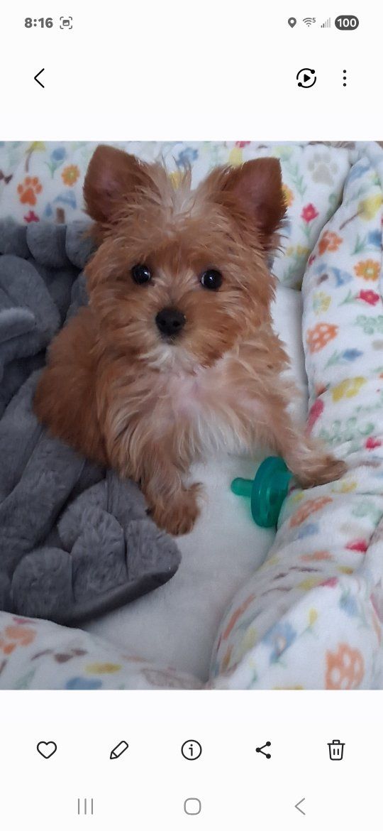 Sweet Tiny Female Yorkie Puppy