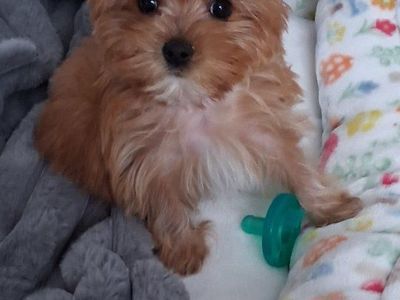 Sweet Tiny Female Yorkie Puppy