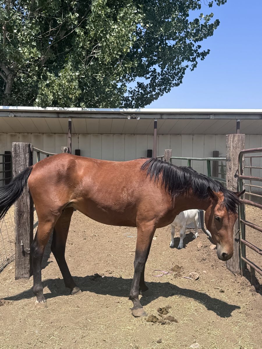 Grade 2 year old Mare 