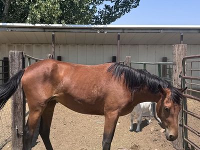 Grade 2 year old Mare