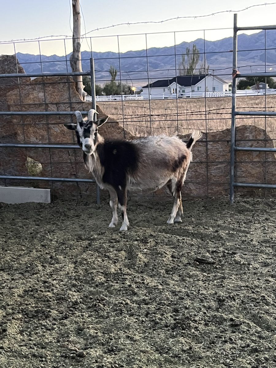 Nigerian dwarf for sale