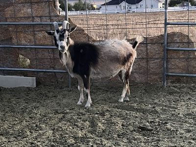 Nigerian dwarf for sale