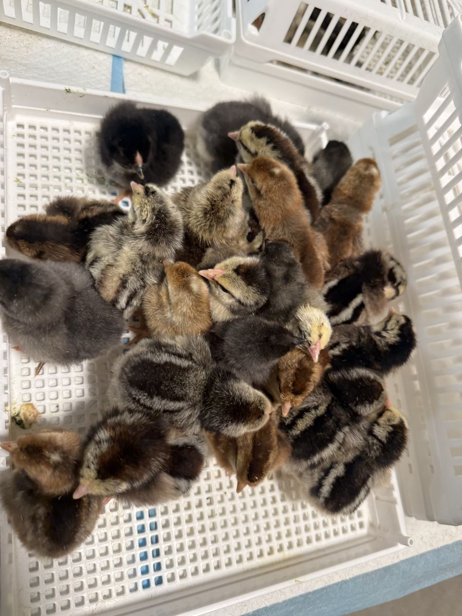 Chicks