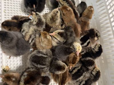 Chicks