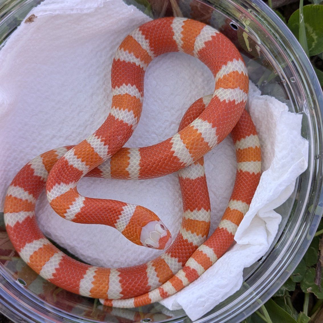 Tangerine Albino Het Ghost Honduran Milk Snakes
