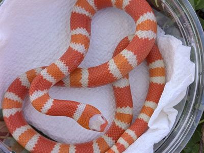 Tangerine Albino Het Ghost Honduran Milk Snakes