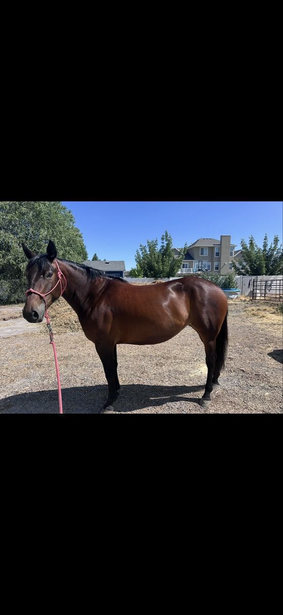 5 year old half draft