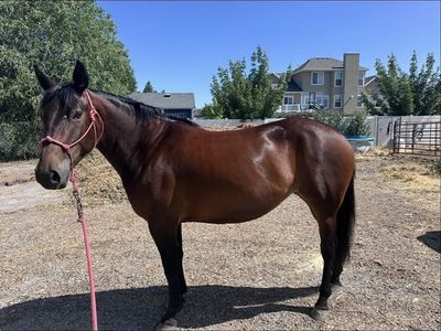 5 year old half draft