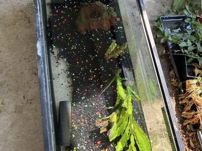 20 Gallon Fish Aquarium Tank with Gravel, Filter, Light Bar, and Accessories