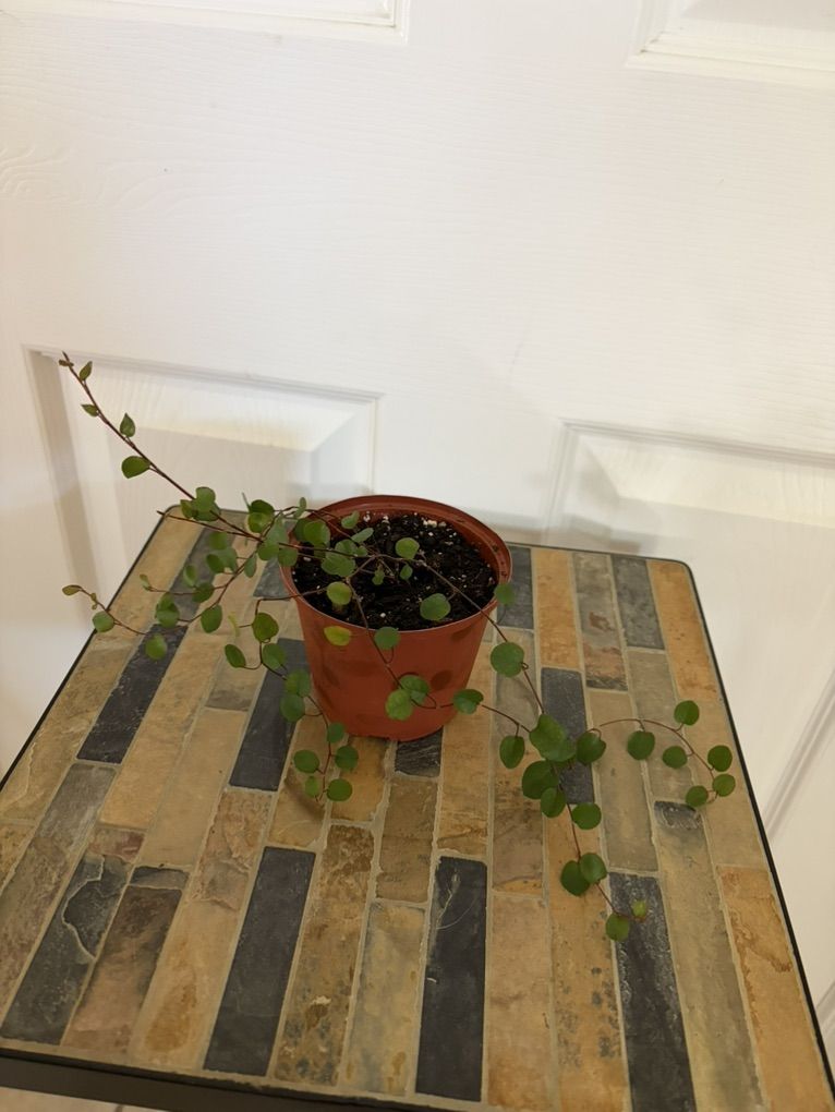 Angel Vine Houseplant