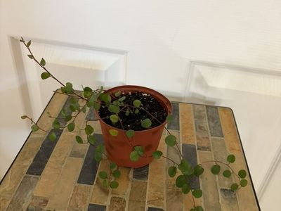 Angel Vine Houseplant