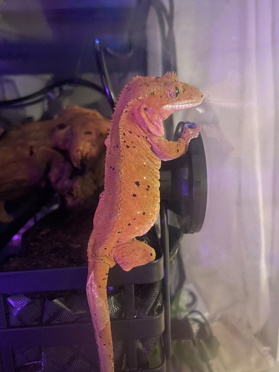 Crested Gecko AND huge bioactive Enclosure