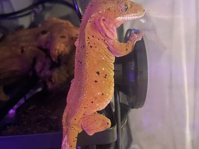 Crested Gecko AND huge bioactive Enclosure