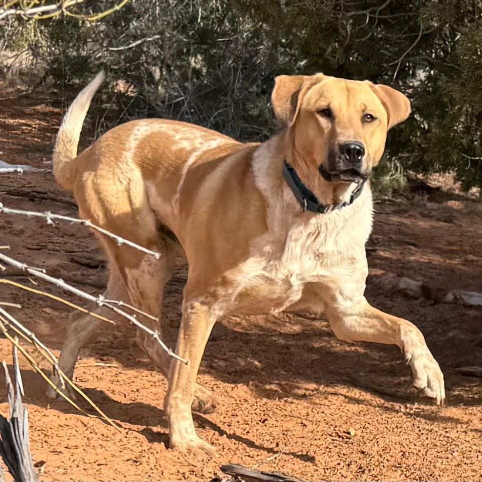 Hello my name is Mantis