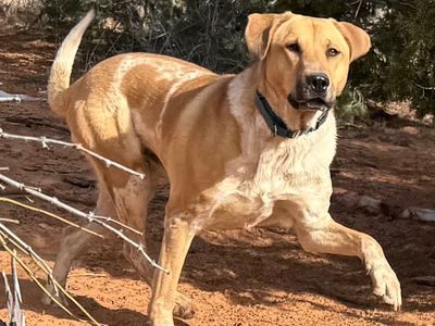 Hello my name is Mantis