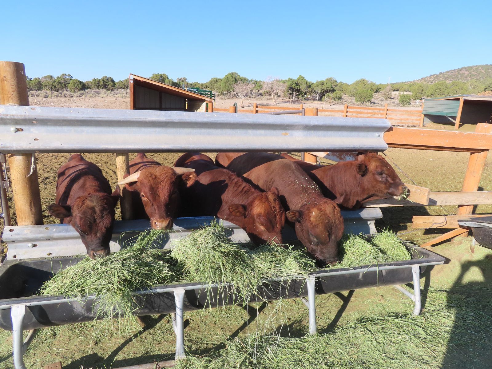 BULLS DEXTER, BREED EM OR EAT EM