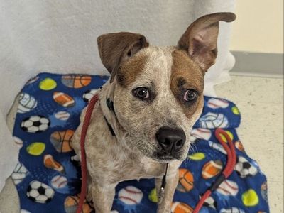 A160242 Kip is Available for Adoption!