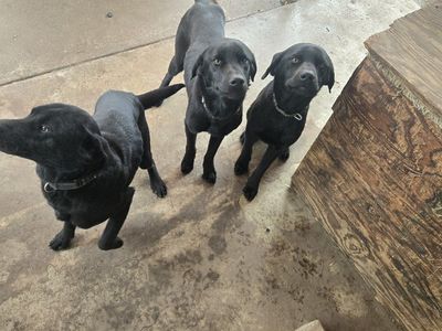 3 Male Black Labrador need gone ASAP