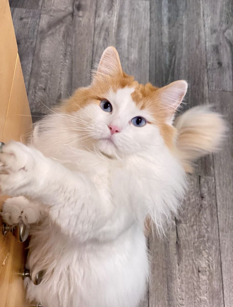 2 TICA Ragdolls looking for a home together!
