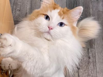 2 TICA Ragdolls looking for a home together!