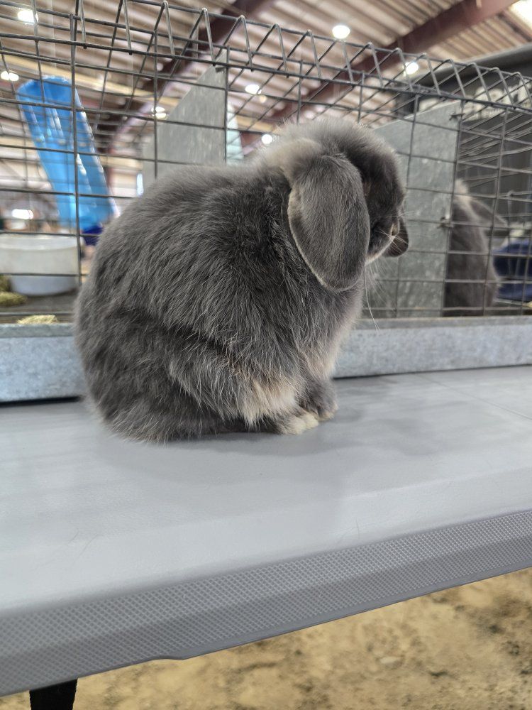 Holland Lop Doe