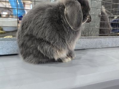 Holland Lop Doe