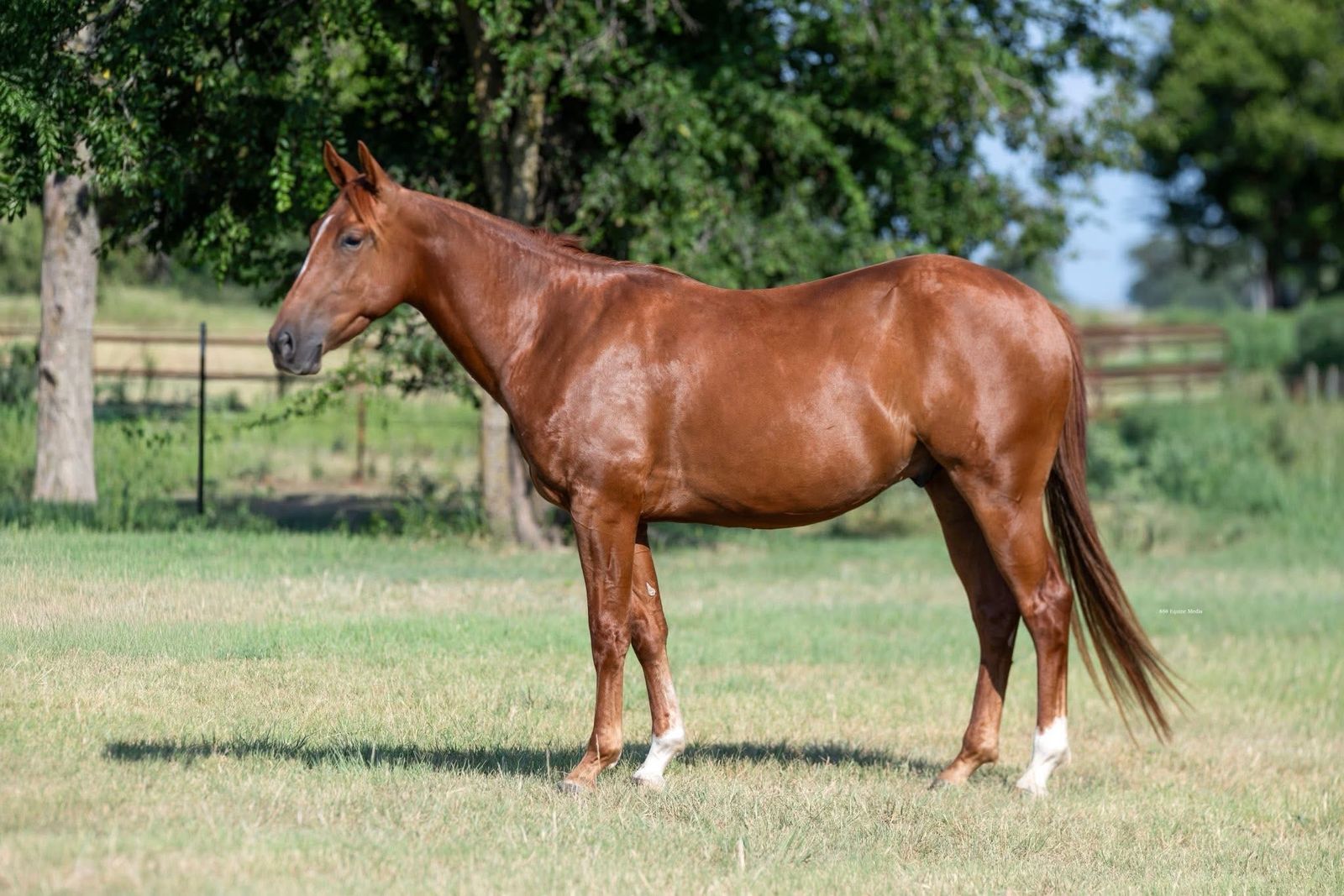 3yr Aqha Gelding (Rooster)