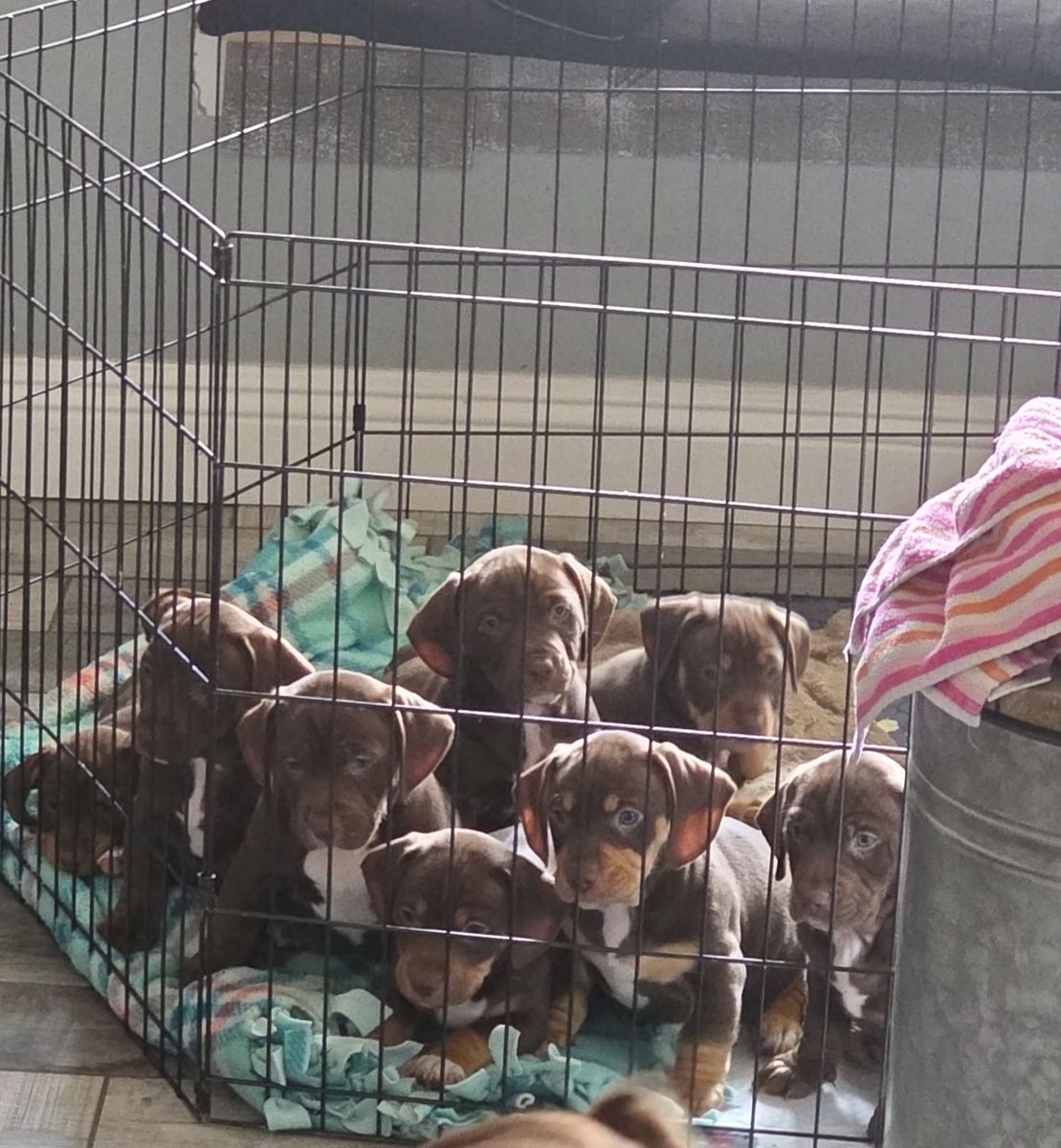Mini Pitbull- Dachshund puppies