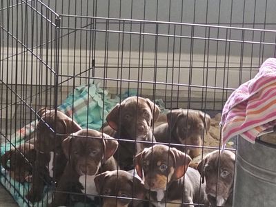Mini Pitbull- Dachshund puppies