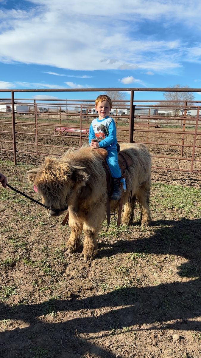 Halter Broke Mini Highlander