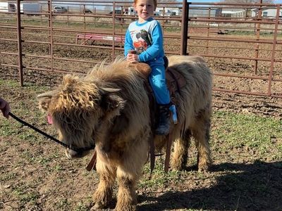 Halter Broke Mini Highlander