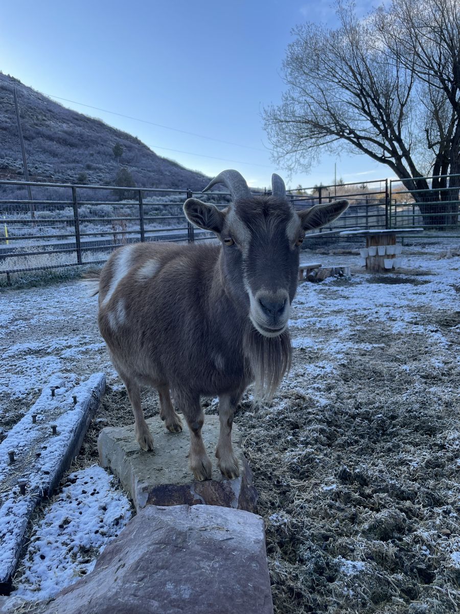 Free goat - see description