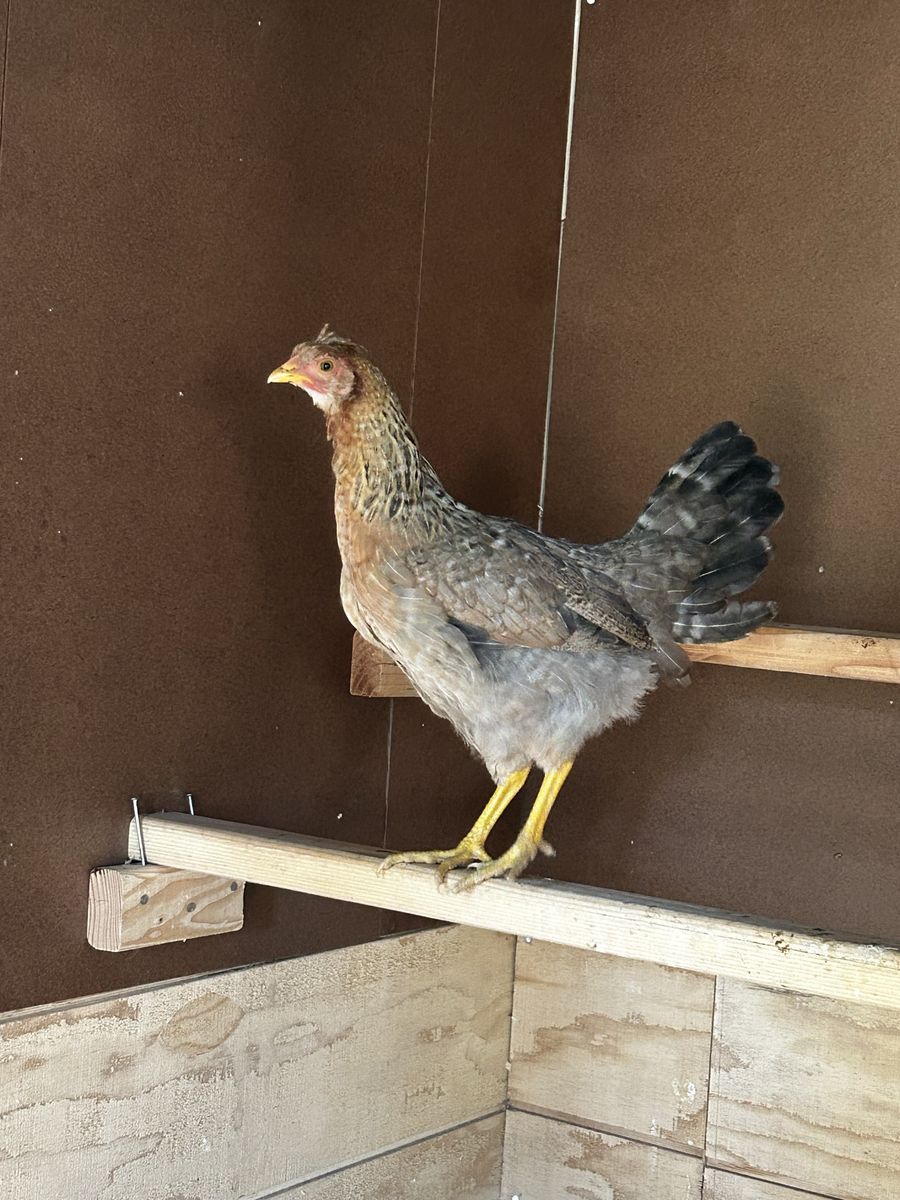 4 month old Hen - Young, Healthy Chicken for Sale