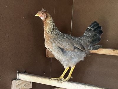 4 month old Hen - Young, Healthy Chicken for Sale