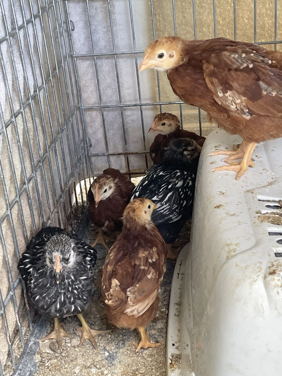 Barred Rock and Rhode Island Reds chickens chicks